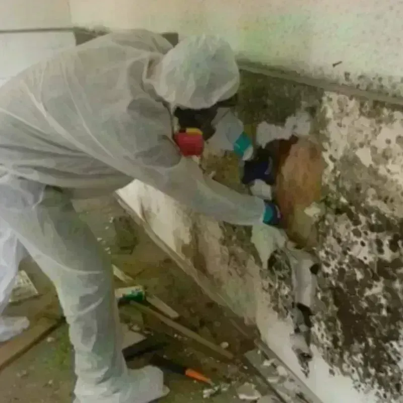 Mold Remediation and Removal in Asheboro, NC